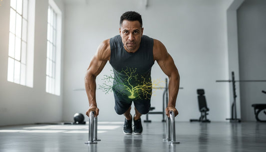 How Gut Health Impacts Male Testosterone Levels: A Doctor’s Guide to the Gut-Testis Axis - Velobiotics