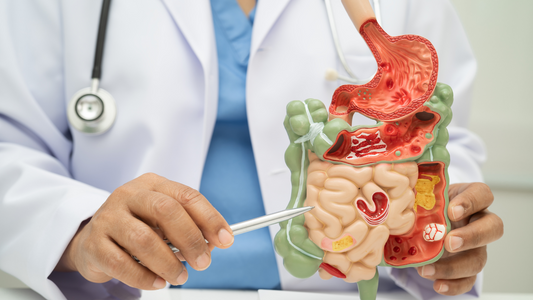 Doctor holding and pointing to digestive system model for digestive health improvement tips